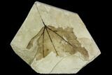 Fossil Sycamore (Platanus) Leaf - Green River Formation, Utah #111412-1